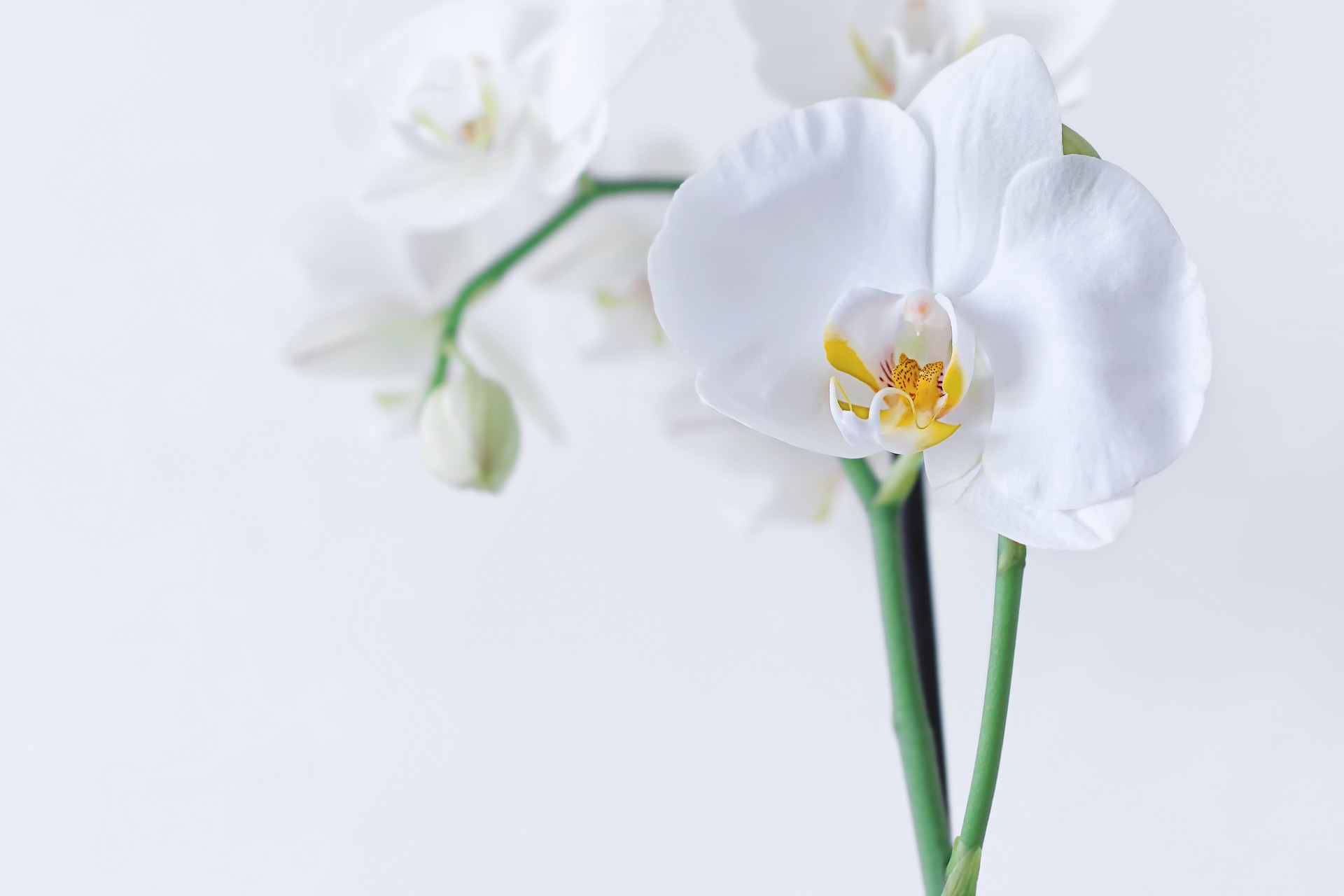 orchidej